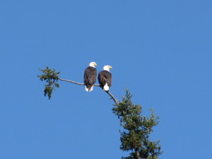 Pair_Eagles