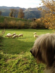 Yuki warns the sheep not to come any closer