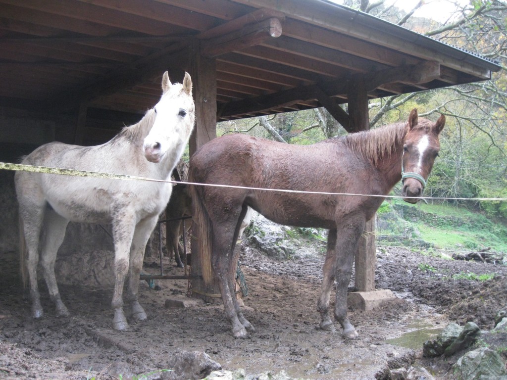 Two horses on a slab