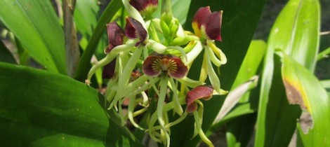 Black Orchid of Belize