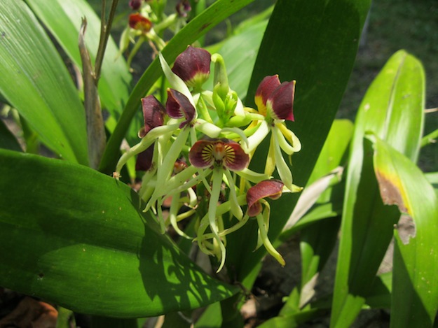Black Orchid of Belize