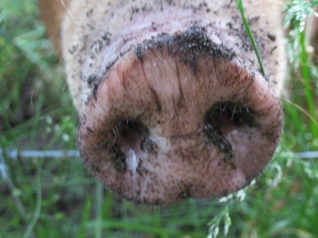 Pig Snout of Viamede Resort, Stoney Lake, Kawarthas, Ontario